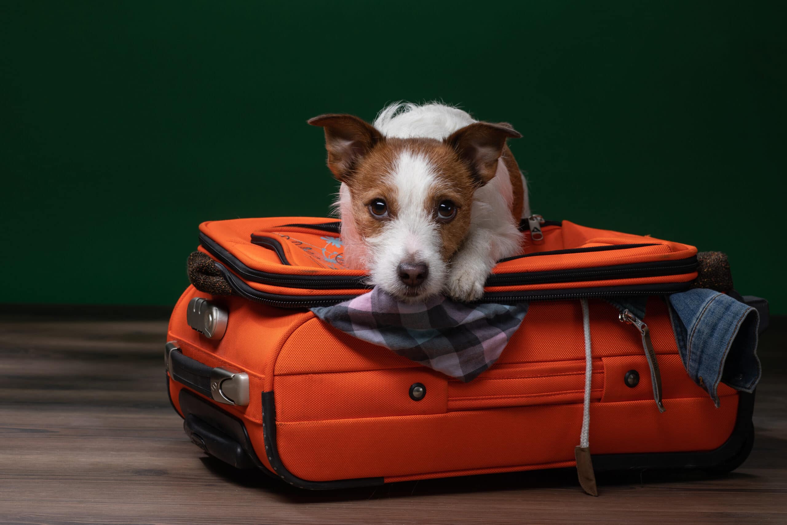 Dog suitcase