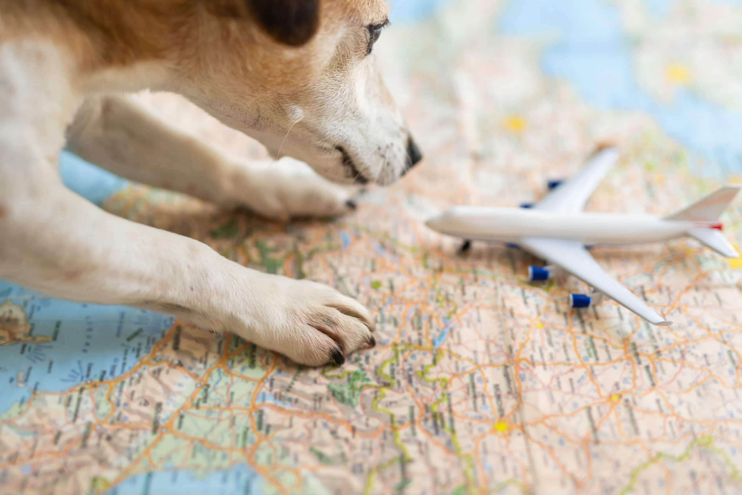 Tips for traveling with your pet by plane
