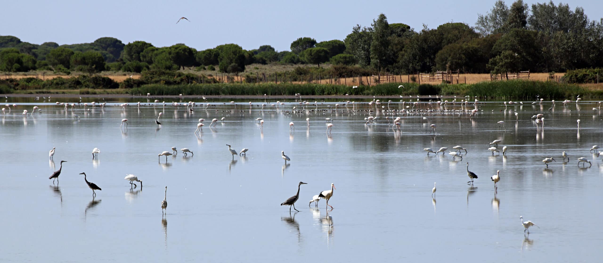 National Park of Doñana