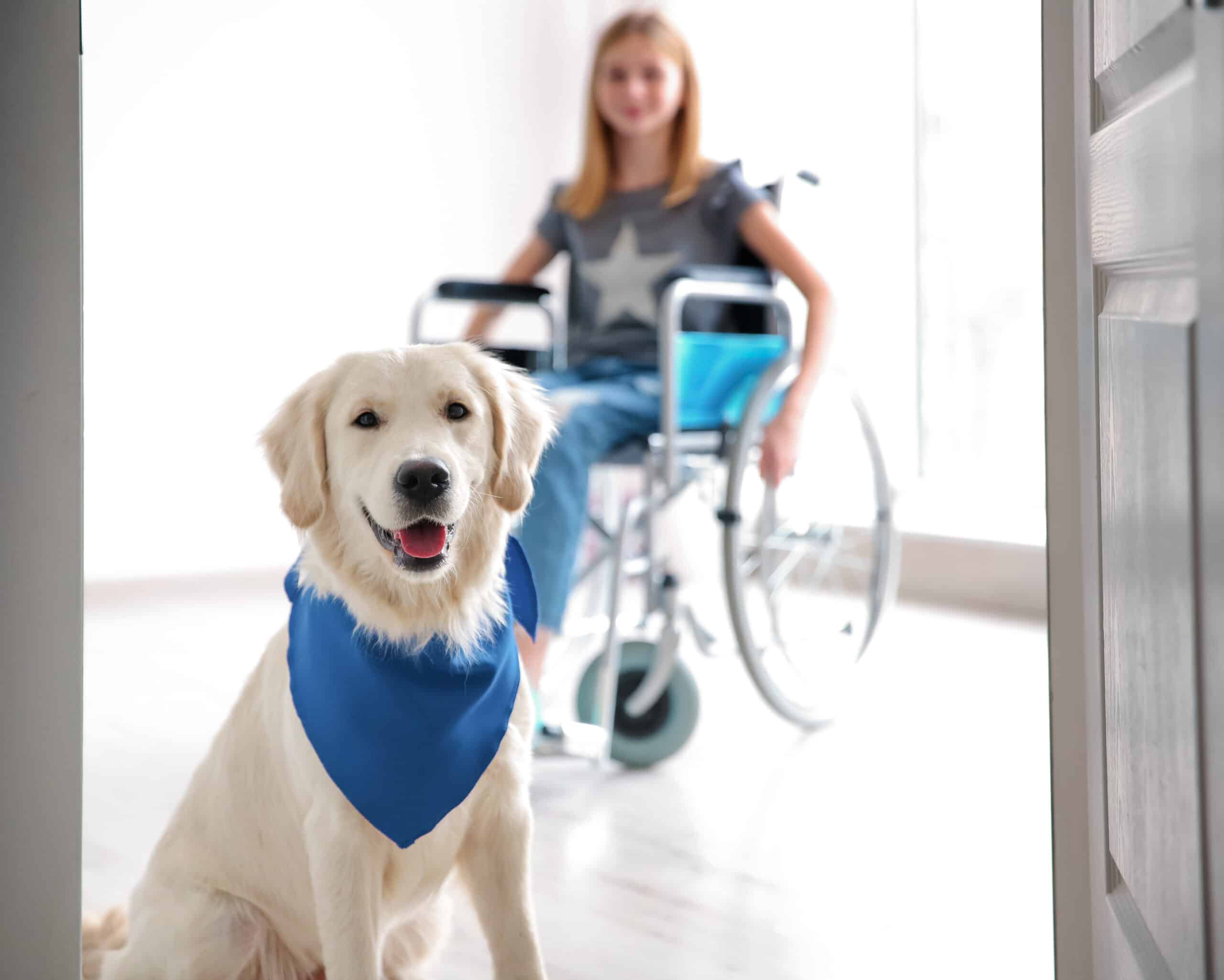 Assistance dog