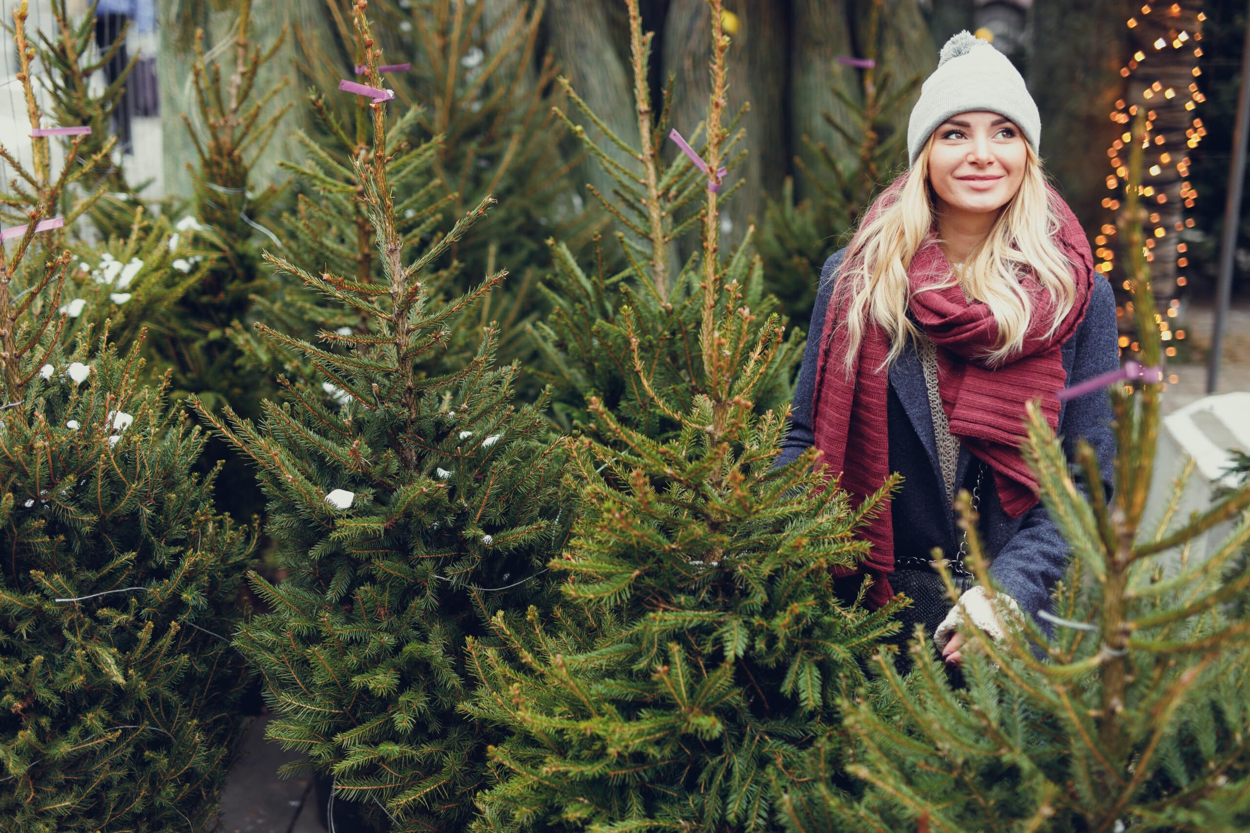 Foire aux sapins en Spilneves