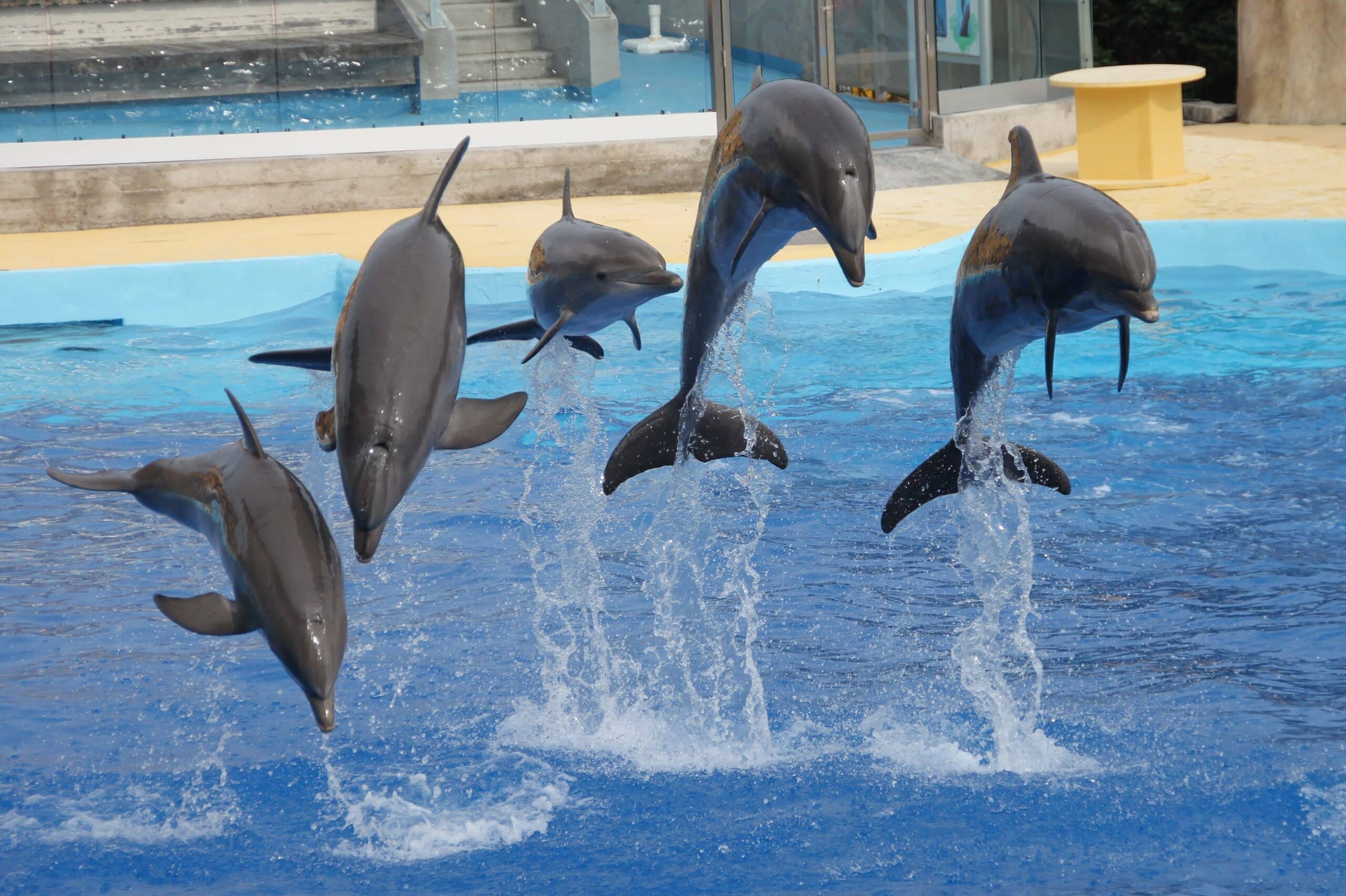 dolphins show