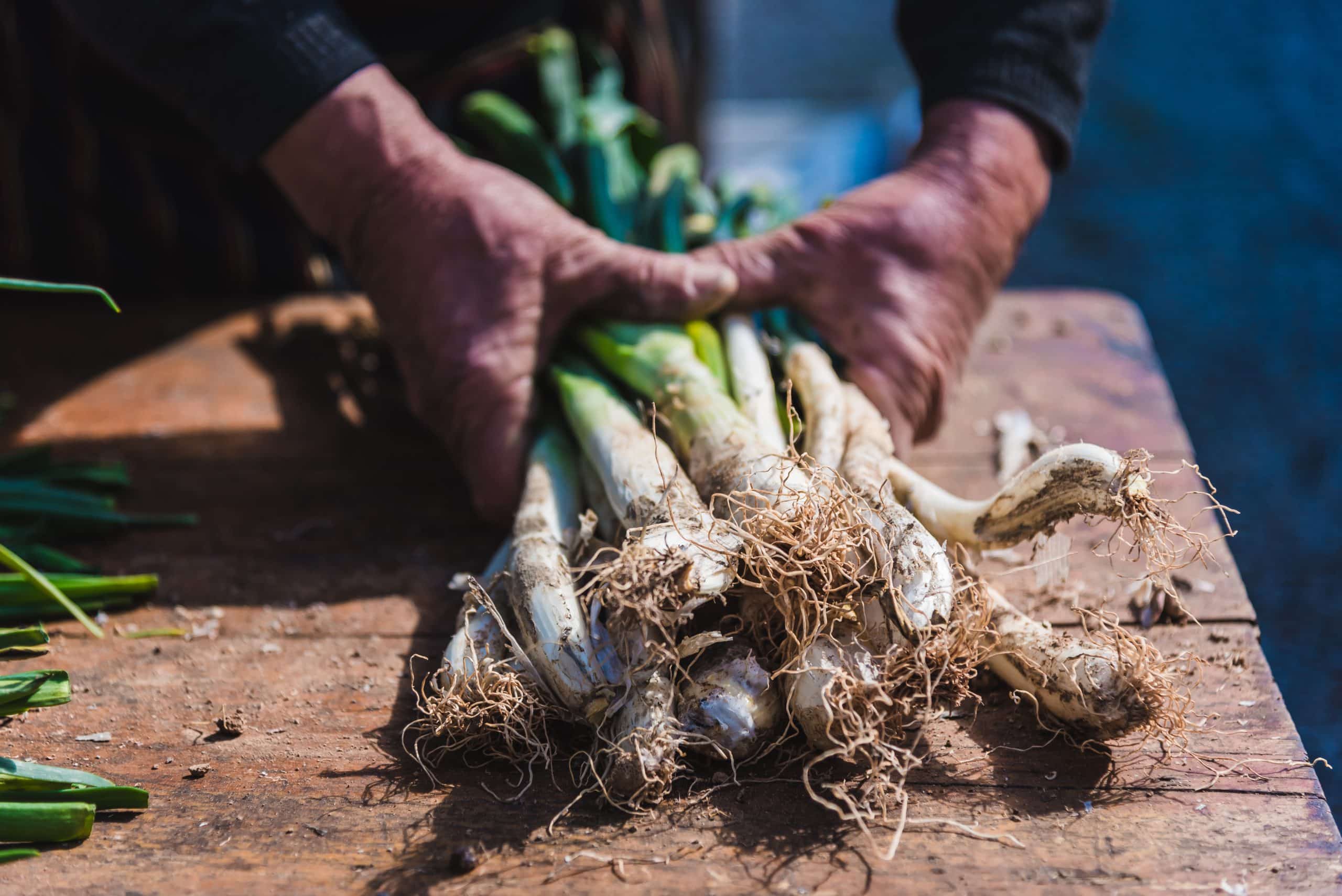 Calçots