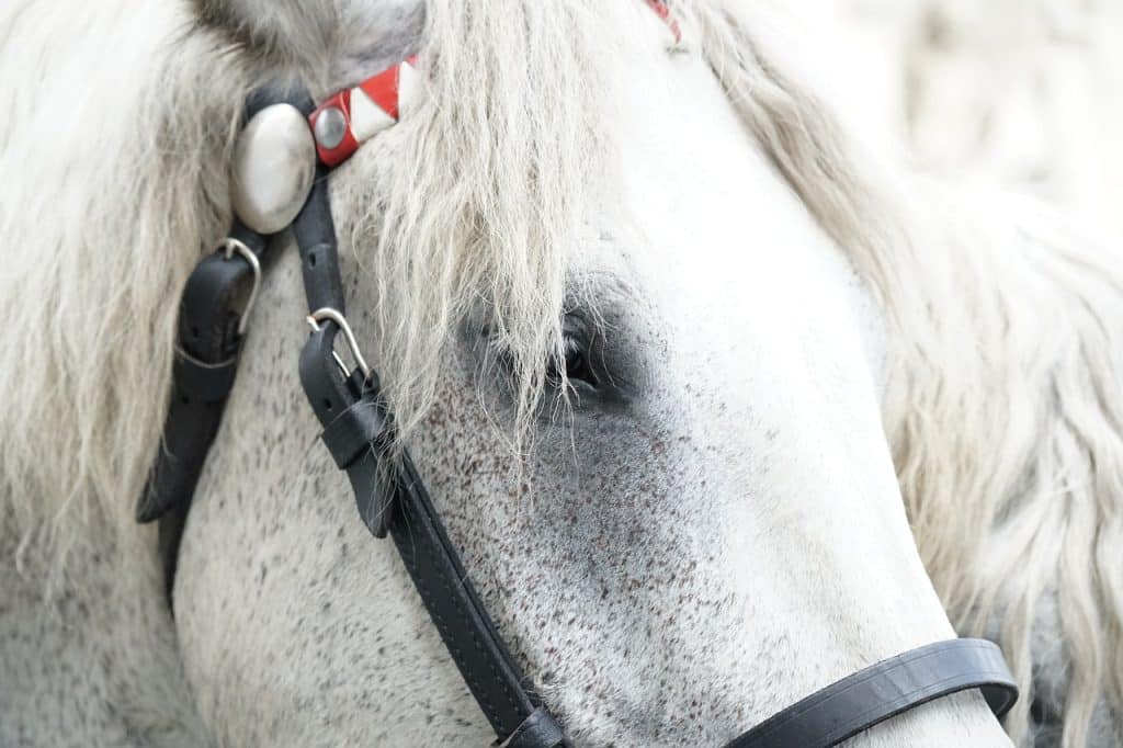 Caballo blanco de carruaje