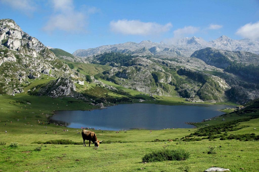 Asturias landscape, mountains, lake and cows