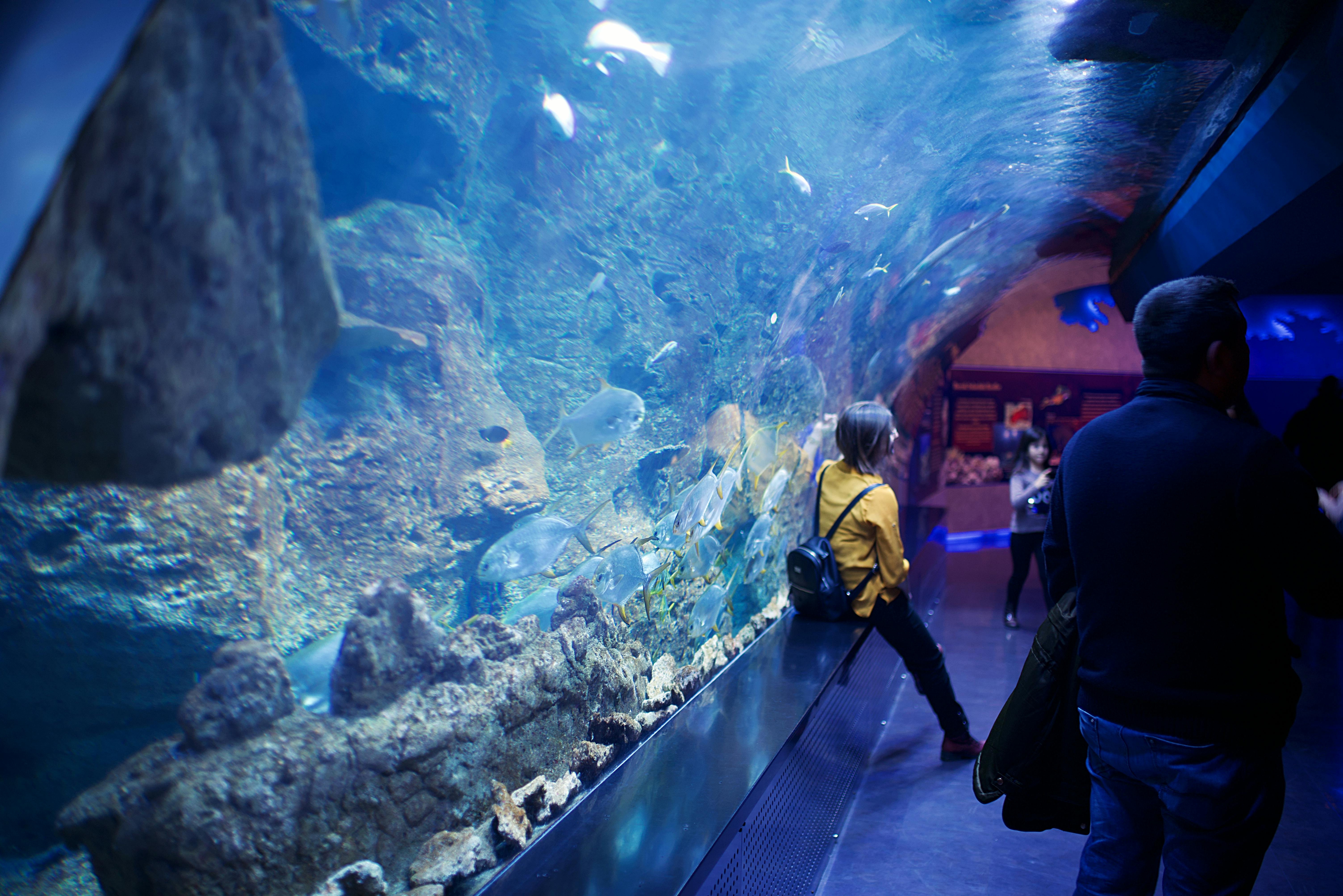 L’Aquàrium: una immersió en el món marí mediterrani