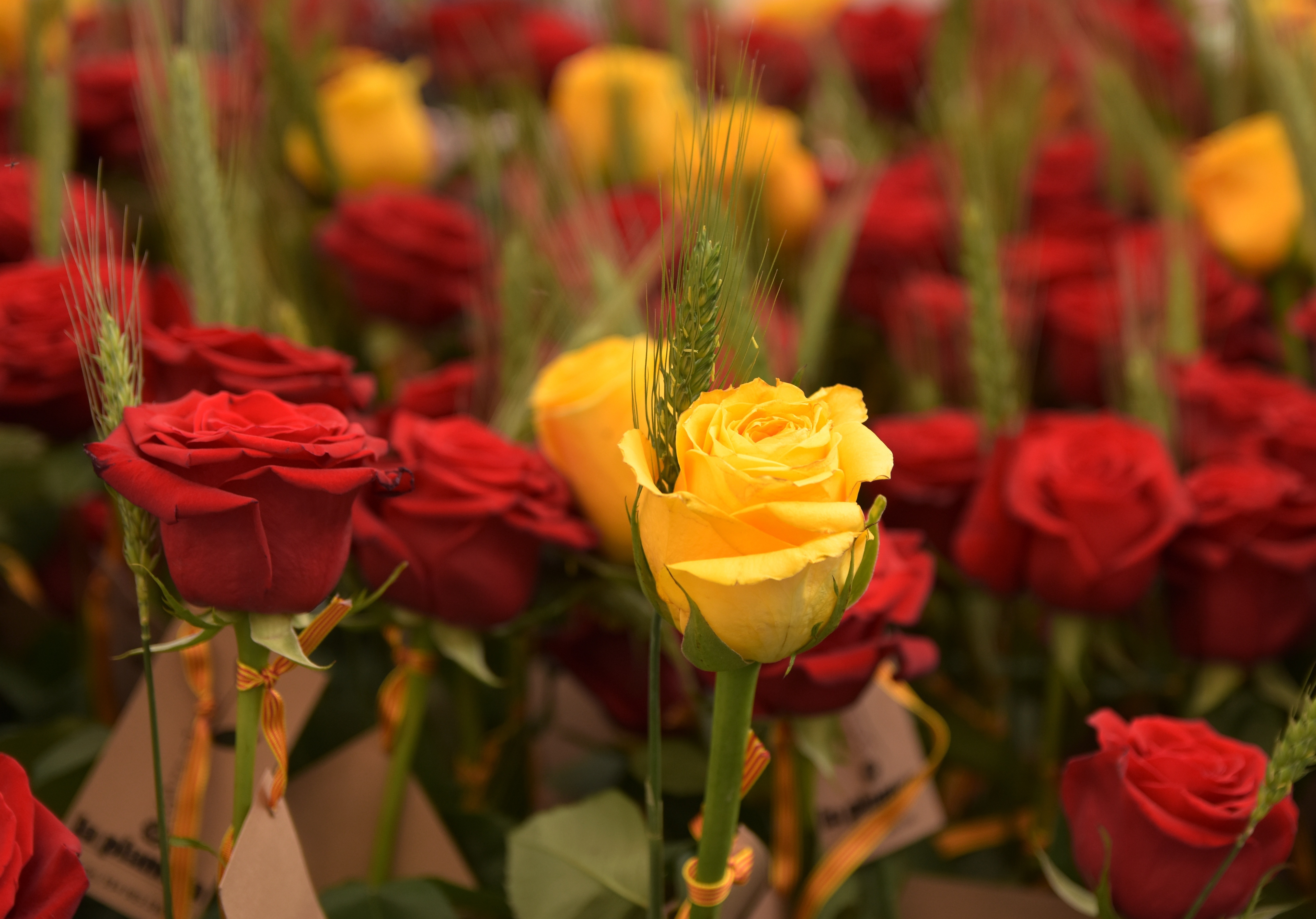 Sant Jordi a Barcelona: la festa més especial de la primavera